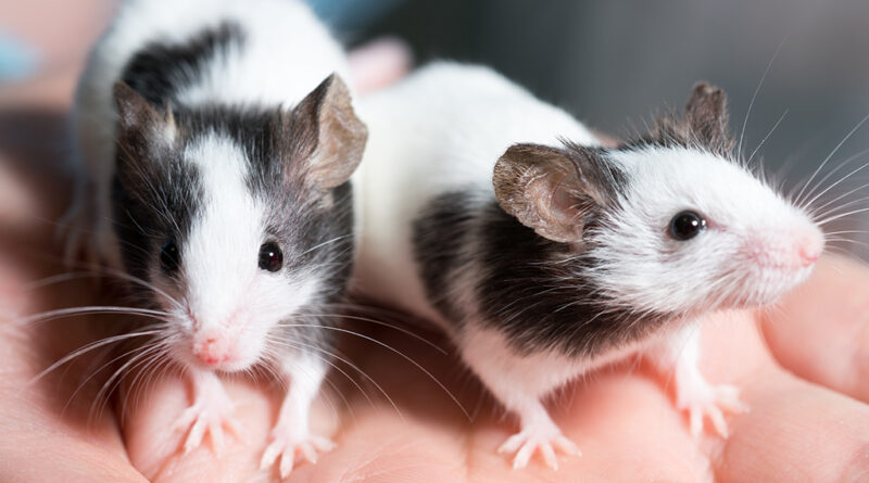 pet mice